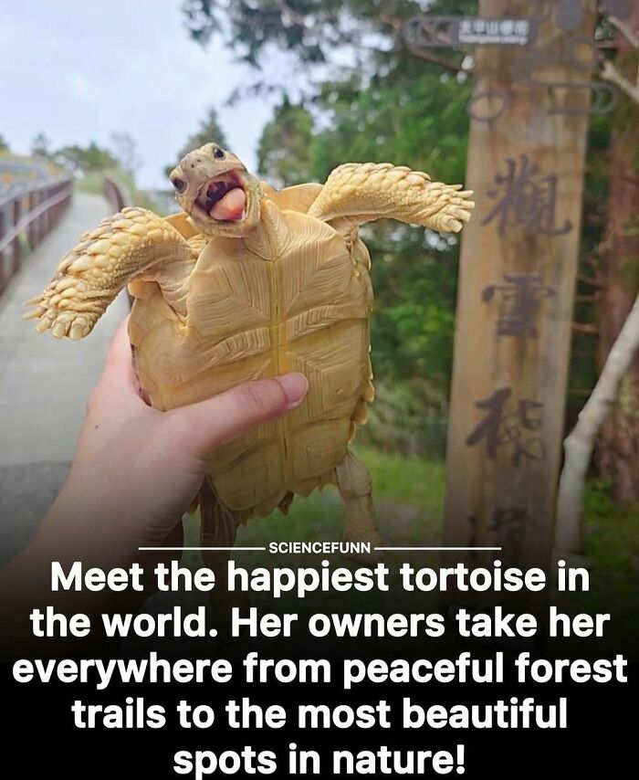 Happy tortoise being held outdoors enjoying nature, illustrating science memes and interesting posts for science funniness.