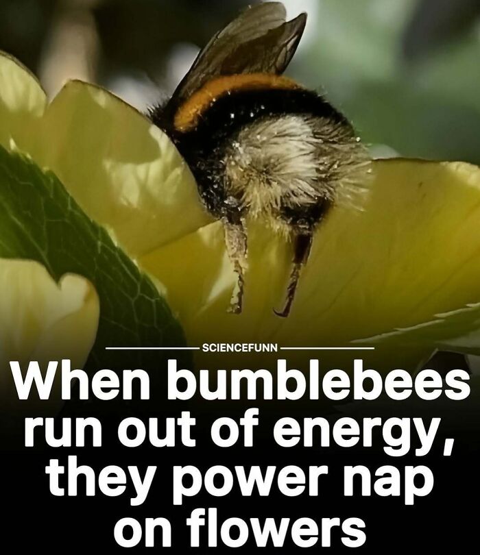 Close-up of a bumblebee resting on a yellow flower, illustrating science memes about bumblebee behavior and energy.