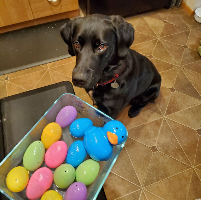 Black dog looking at colorful plastic eggs and a blue rubber duck, showcasing weird family traditions at home.