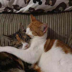 zoeyaitchison avatar