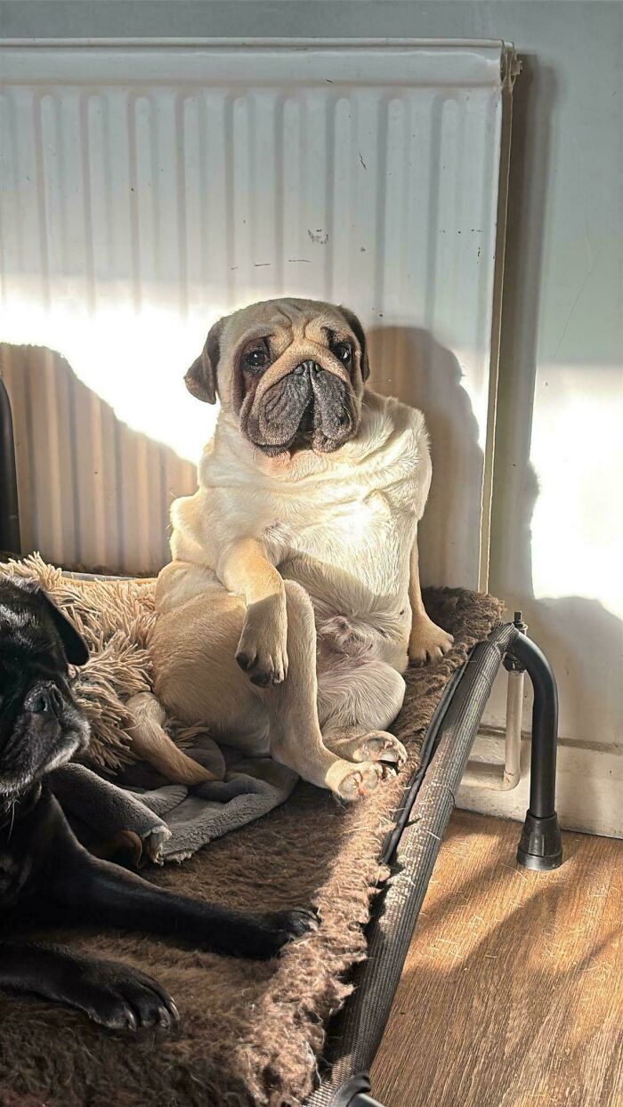 A tan pug sitting upright on a dog bed in golden lighting like an Accidental Renaissance portrait