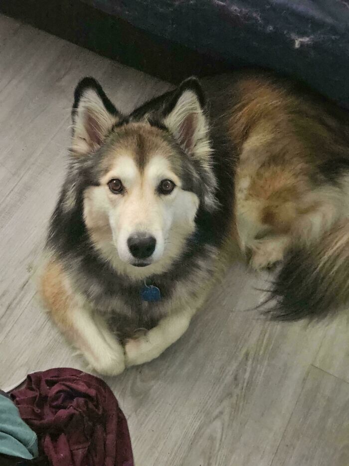 Fluffy dog lying on wooden floor looking up with alert ears, showcasing goofy and hilarious dog personality.