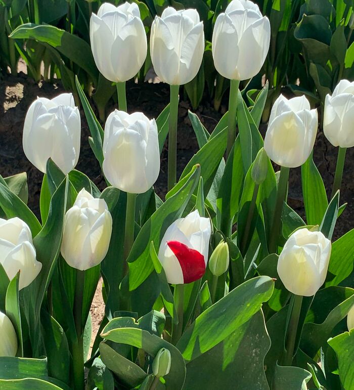 A field of white tulips with one tulip showing red petals, highlighting unreal photos that reveal incredible reality.