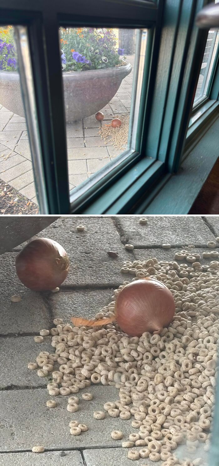 View through a window showing spilled cereal and two onions outside, a strange pic that causes utter confusion.