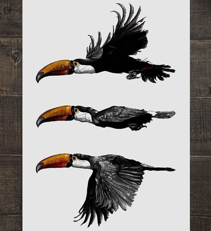 35 Beautiful Wildlife Sketches That Blend Scientific Detail With Artistic Wonder