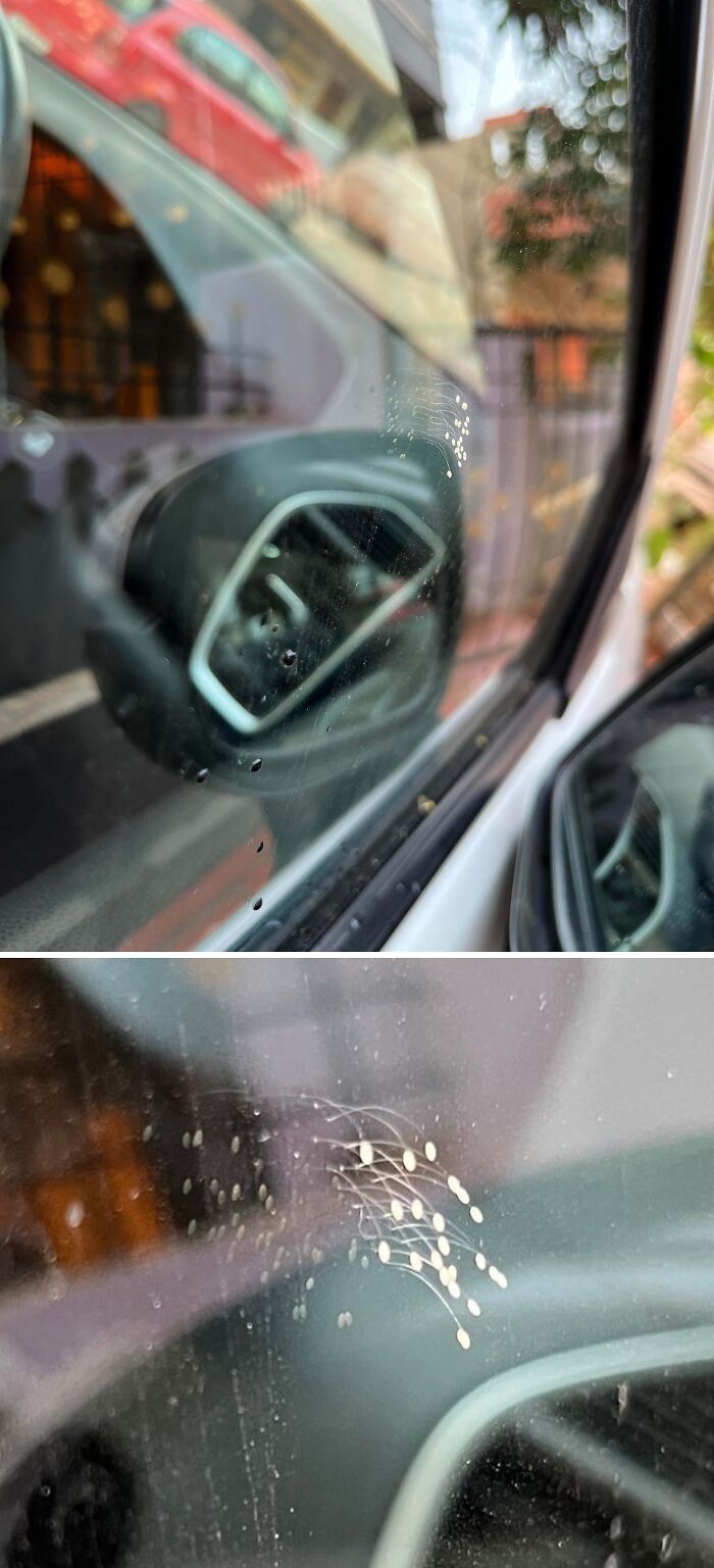 Strange pics showing mysterious eggs or spores stuck to a car window, capturing an utterly confused moment.