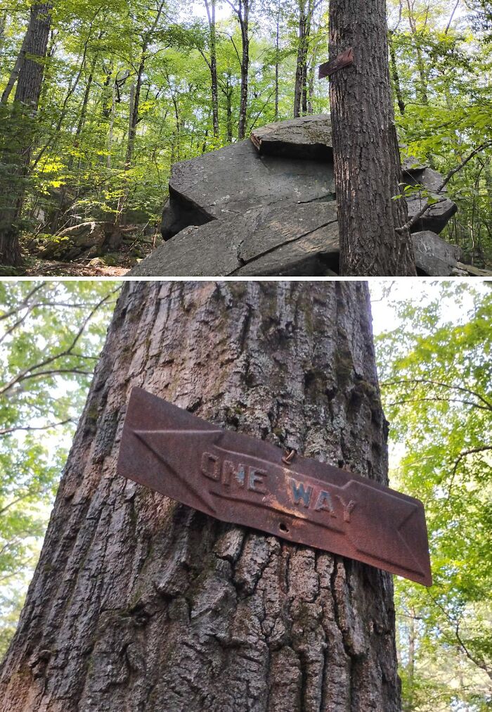 Rusty one way sign embedded in tree trunk in forest, one of the strange pics that confuse people outdoors.