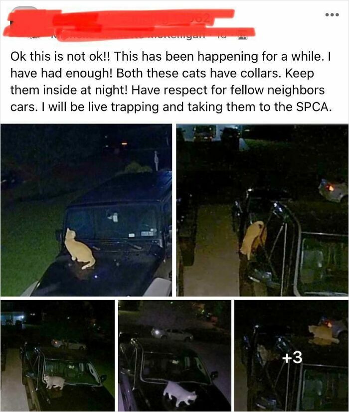 Screenshot of a social media complaint about entitled Karens over cats on neighbor's cars at night.