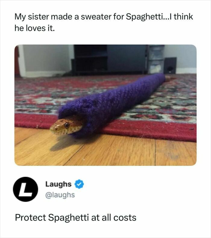 Snake wearing a purple knitted sweater lying on a wooden floor, a funny meme for a break from being responsible adult.