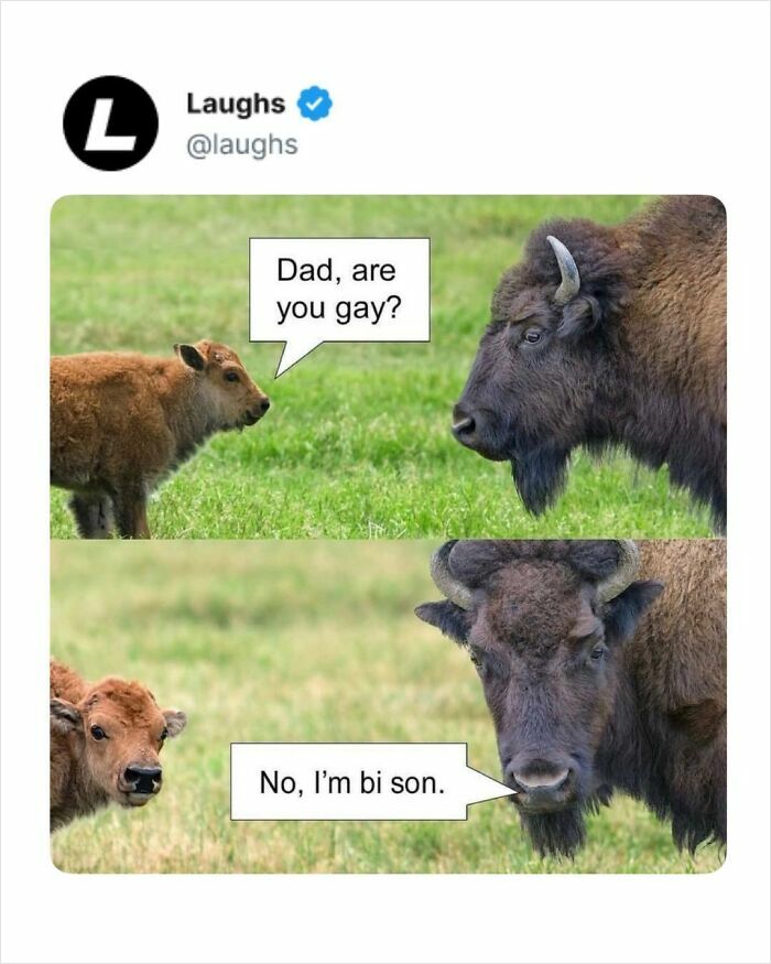 Funny meme of a baby bison asking its dad if he is gay with the dad replying no, I'm bi son, humor break for adults.