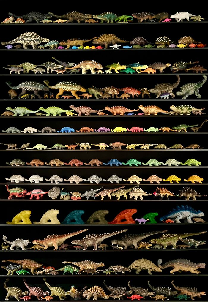 Extensive collection of ankylosaurus dinosaur figurines displayed on shelves showing unique obsession growing into a collection.