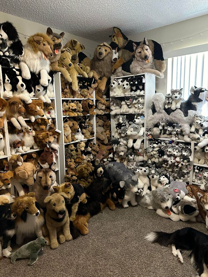 Room filled with an extensive collection of dog plush toys showcasing people's obsession turned into a collection.