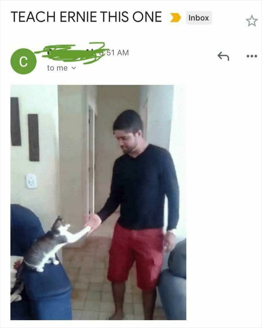 Email screenshot asking if the boss is using ChatGPT, showing a man shaking paws with a cat indoors.