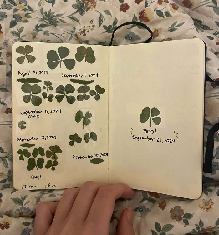 Hand holding notebook displaying a collection of pressed clovers with dates, showcasing a unique plant obsession.