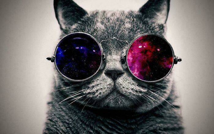 Gray cat wearing round galaxy-themed sunglasses symbolizing nostalgia and memories of better times in the 2010s.