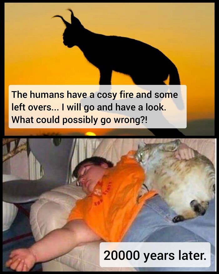 Cat silhouetted against sunset planning to steal food and a person asleep with a large cat causing an unexpected disaster.