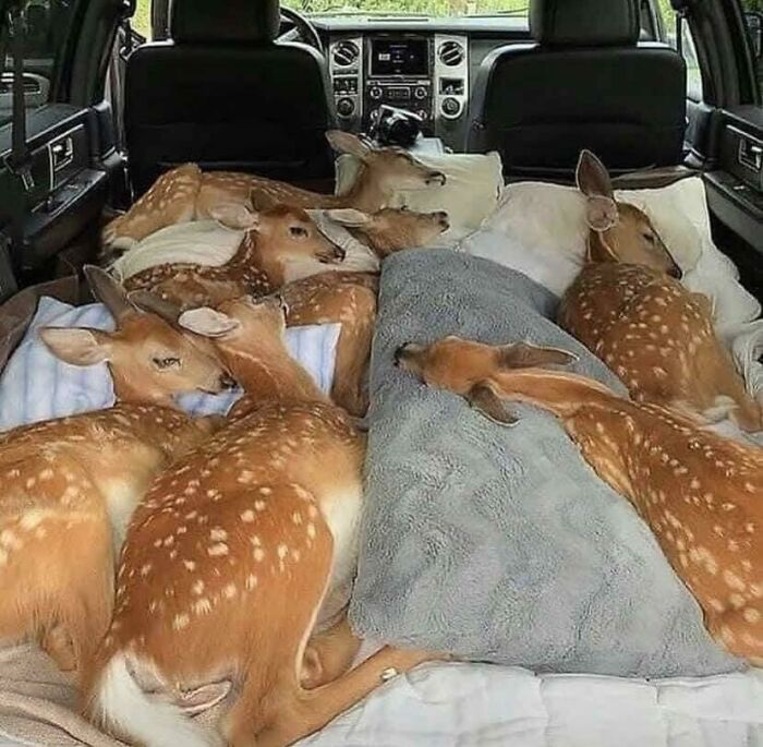 Seven rescued fawns resting comfortably on blankets inside a vehicle, showcasing animals saved from awful conditions.