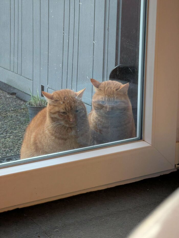 Orange cat stuck outside looking through a dirty window, a reminder of what could go wrong in everyday situations.