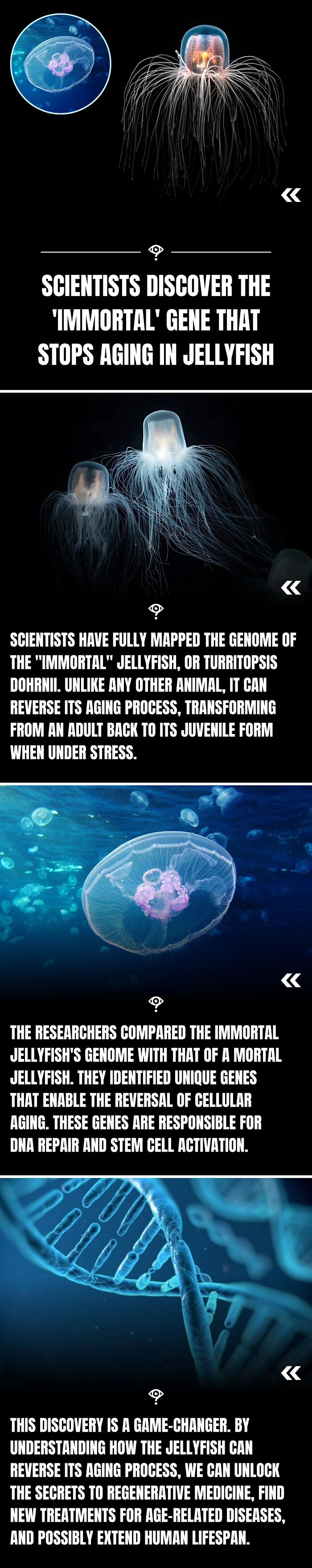 Immortal jellyfish with gene discovery that reverses aging shown alongside DNA strand and underwater images.
