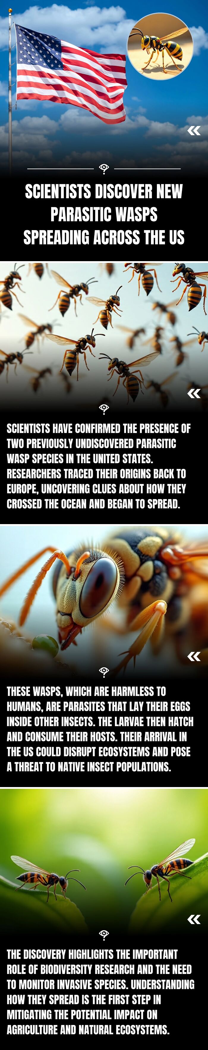 Parasitic wasps discovered spreading in the US, highlighting biodiversity research and invasive species monitoring efforts.
