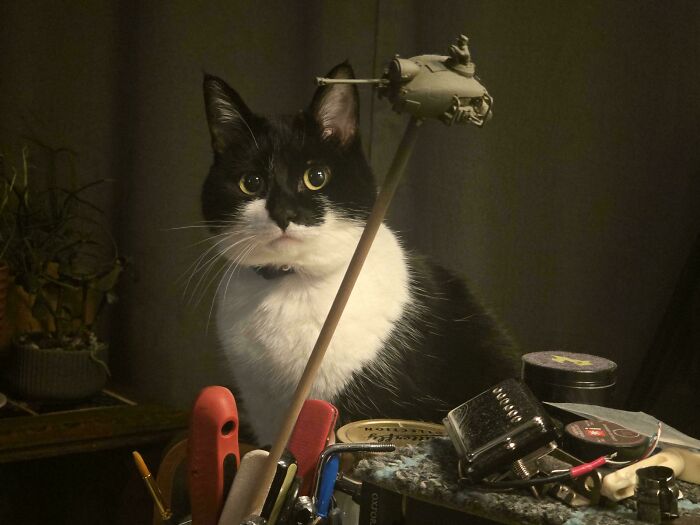 A tuxedo cat with a miniature tank model resembling an Accidental Renaissance oil painting