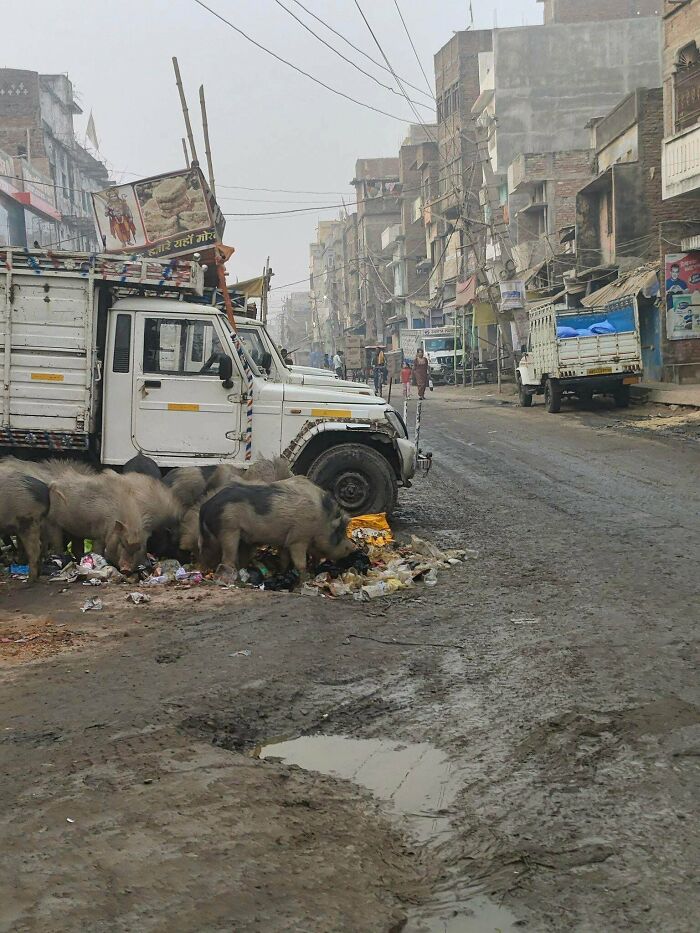 Urban hell street with pigs scavenging garbage near trucks and rundown buildings on muddy road