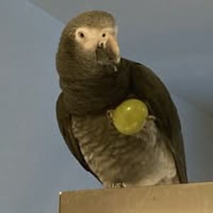 monaglennanthony avatar