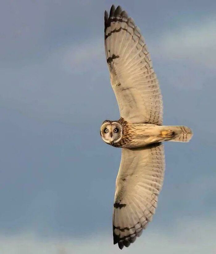 Amazing photos: A short-eared owl soaring with its wings fully extended against a pale blue sky.