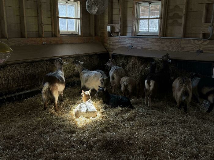 Goats in a barn with a single beam of light illustrating an Accidental Renaissance scene