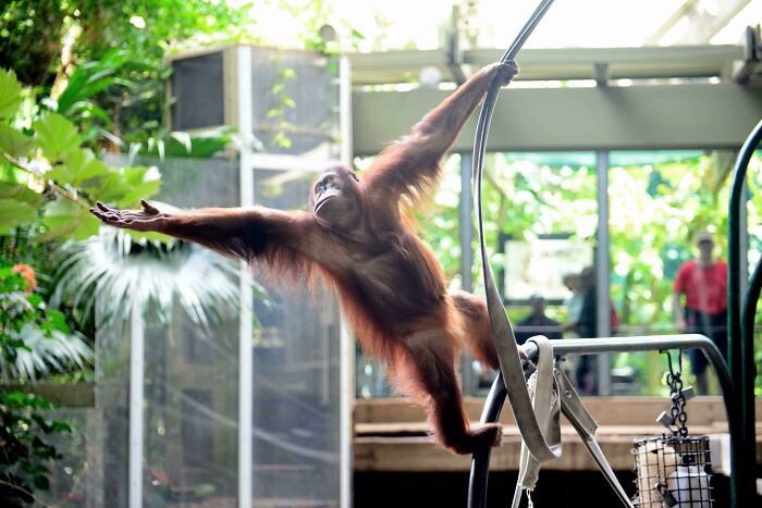 An orangutan posing with outstretched arms on a rope, reminiscent of an Accidental Renaissance artwork.