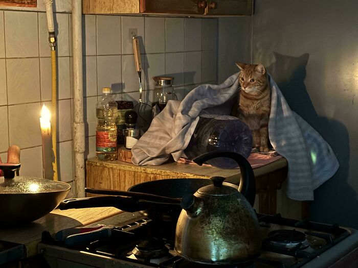 An orange cat wrapped in a blanket in a candlelit kitchen, giving an Accidental Renaissance look.