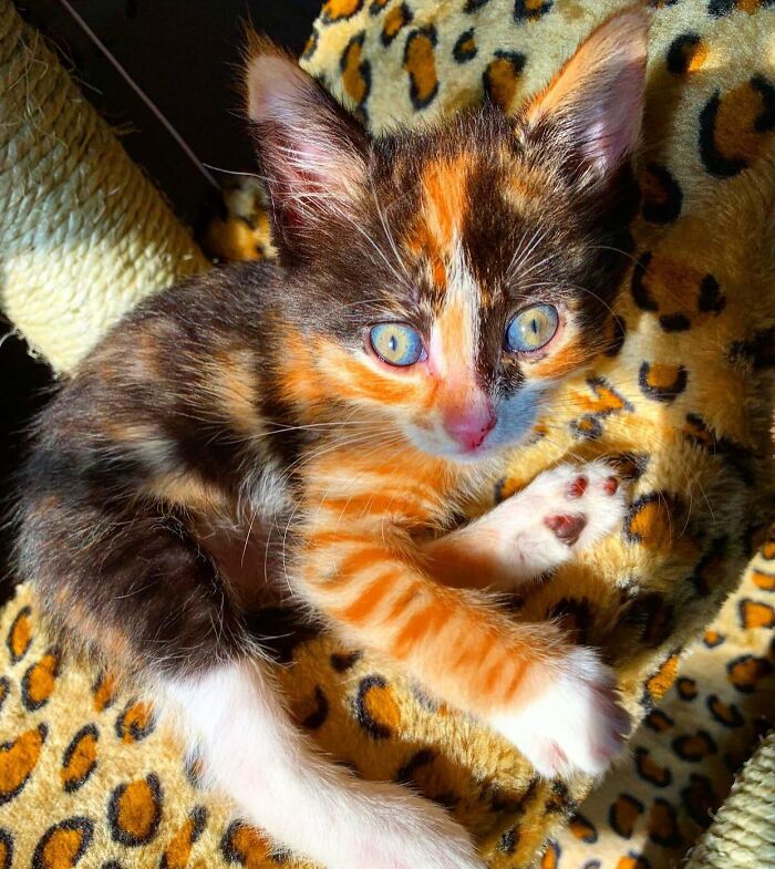 Calico kitten with bright blue eyes resting on a leopard print blanket, representing animals saved and given a second chance.
