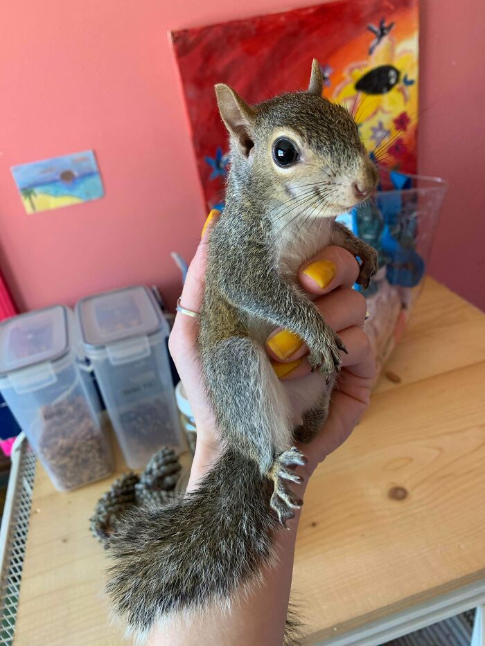 Small rescued squirrel held gently in hand showing its bright eyes and fluffy tail in a safe indoor space for saved animals.