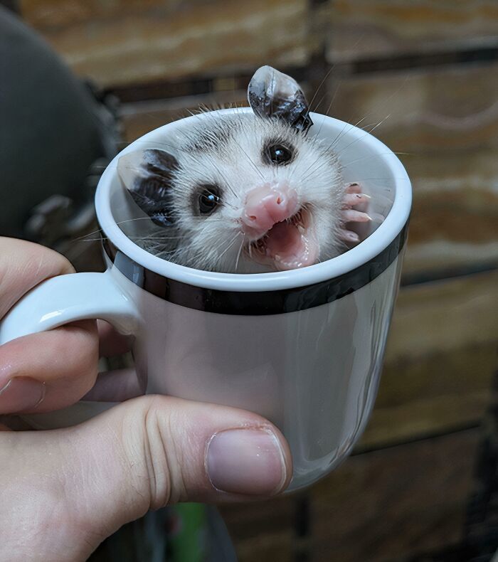 Baby opossum with open mouth inside a small cup, symbolizing animals saved from awful conditions and given a second chance.