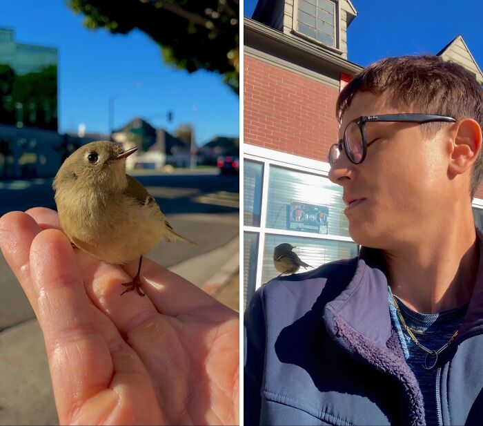 Small rescued bird perched on a person's hand and shoulder, showing animals saved from awful conditions and given a second chance