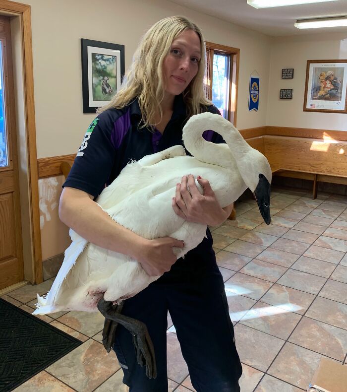 Woman holding a large rescued swan indoors, showcasing animals saved from awful conditions and given a second chance.