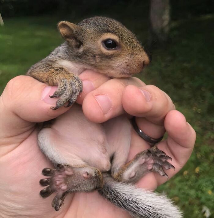 Baby squirrel rescued from awful conditions held gently in hand, showing second chance in life and recovery.