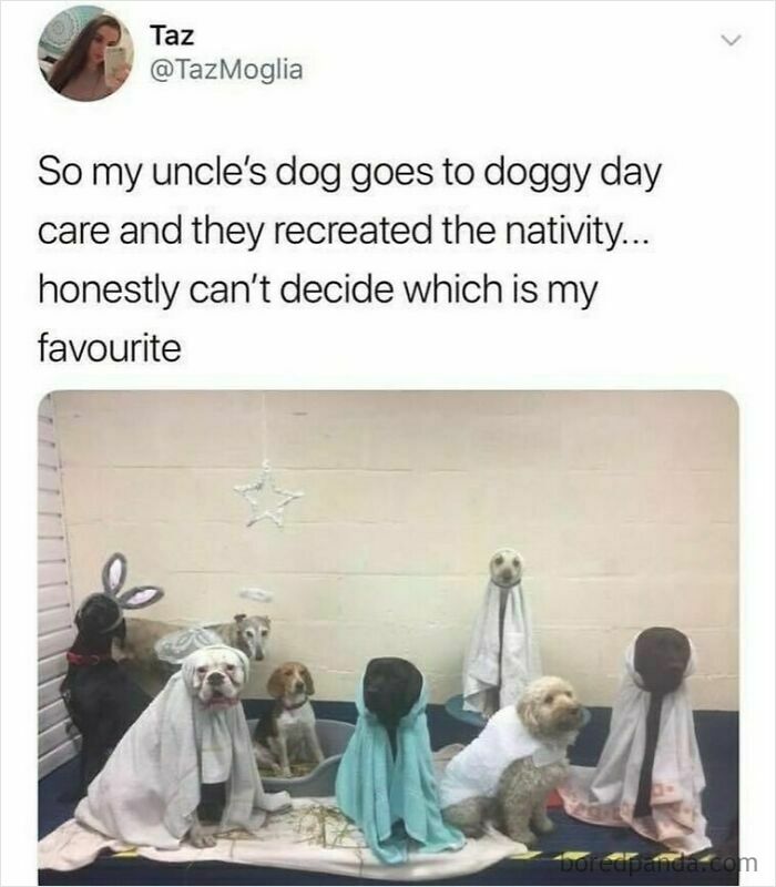 Group of dogs dressed in blankets and costumes recreating a nativity scene, showcasing British humor memes.