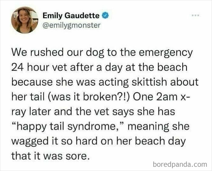 A funny meme about a dog with happy tail syndrome after a beach day, showcasing British humor memes.