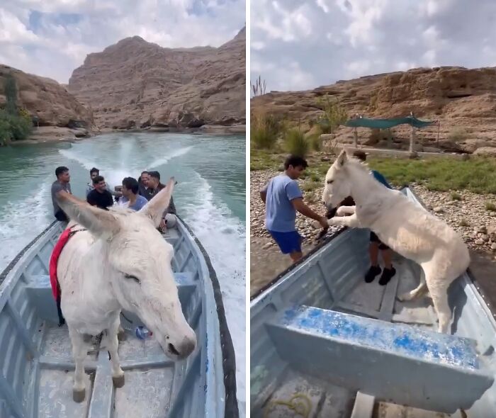 Rescued donkey enjoying a boat ride with people, symbolizing animals saved from awful conditions and given a second chance.
