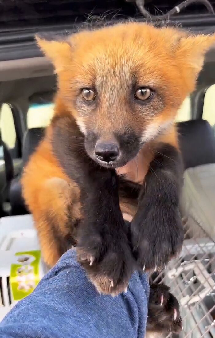 Rescued fox with bright eyes being gently held, showcasing animals saved from awful conditions given a second chance in life.
