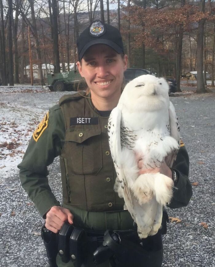 Animal rescue officer holding a rescued snowy owl, showcasing animals saved from awful conditions and given a second chance.