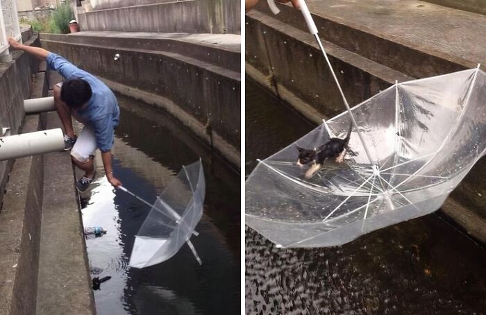 Person rescuing a small kitten from a water canal using a clear umbrella, showing animal rescue and second chance in life.