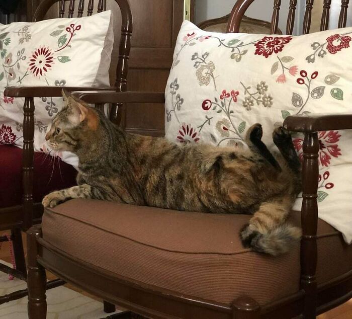 Tabby cat lying on a cushioned wooden chair with floral pillows, creating a brain-messing visual illusion.