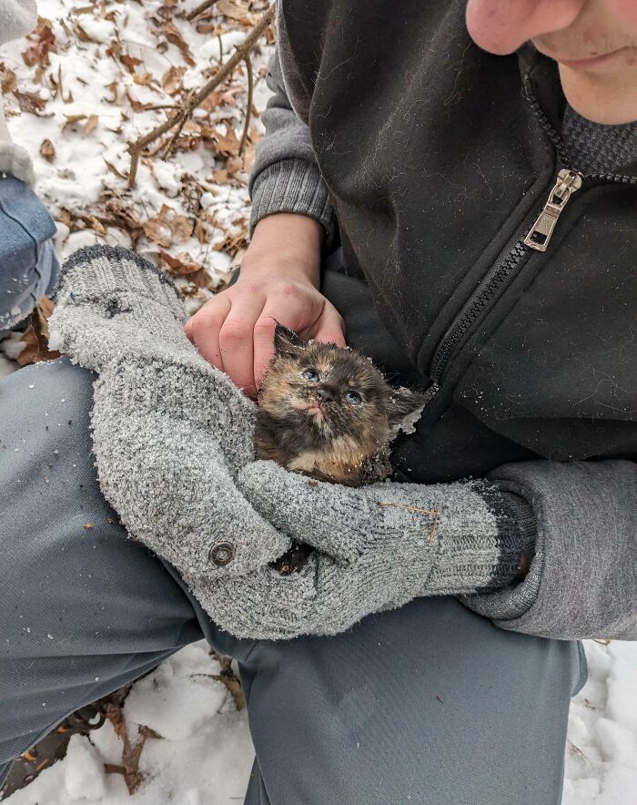 Rescued kitten in winter, held gently with wool gloves, showing animals saved from awful conditions for a second chance.