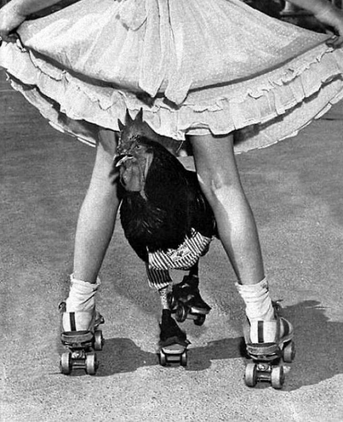 Black and white photo of a person in a skirt roller skating with a chicken also wearing roller skates and striped pants.