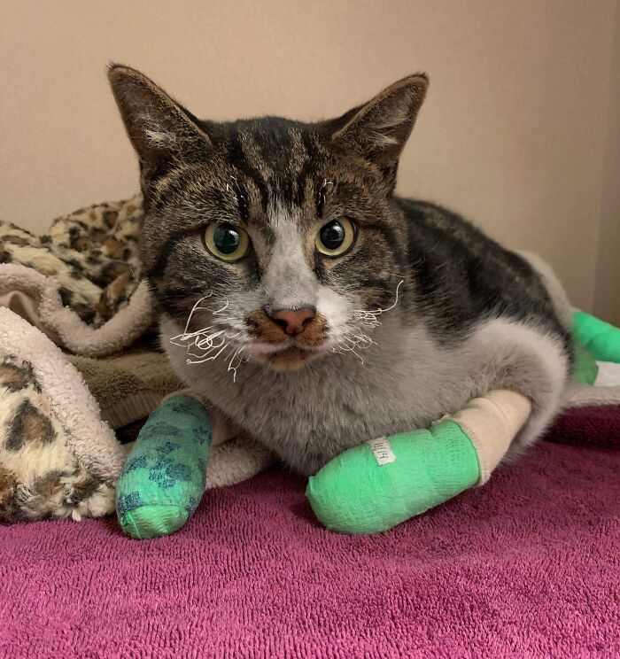 Tabby cat with bandaged paws resting on a blanket, one of the animals saved from awful conditions and given a second chance.