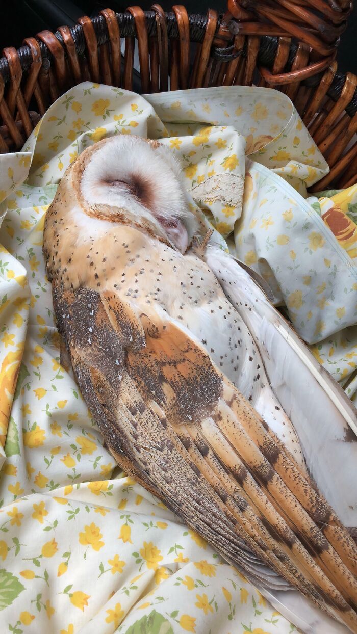 Barn owl resting peacefully on floral fabric in a basket, one of the animals saved from awful conditions and given a second chance.
