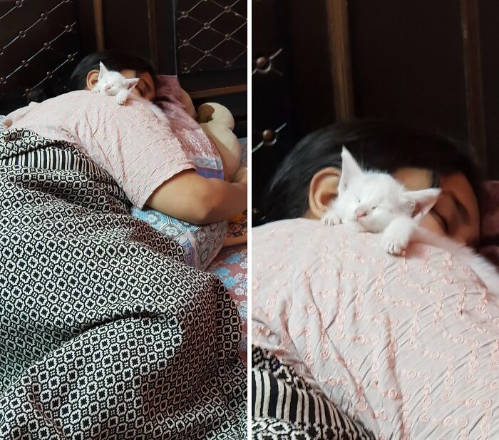 White kitten sleeping peacefully on a person's shoulder, showcasing animals saved and given a second chance in life.