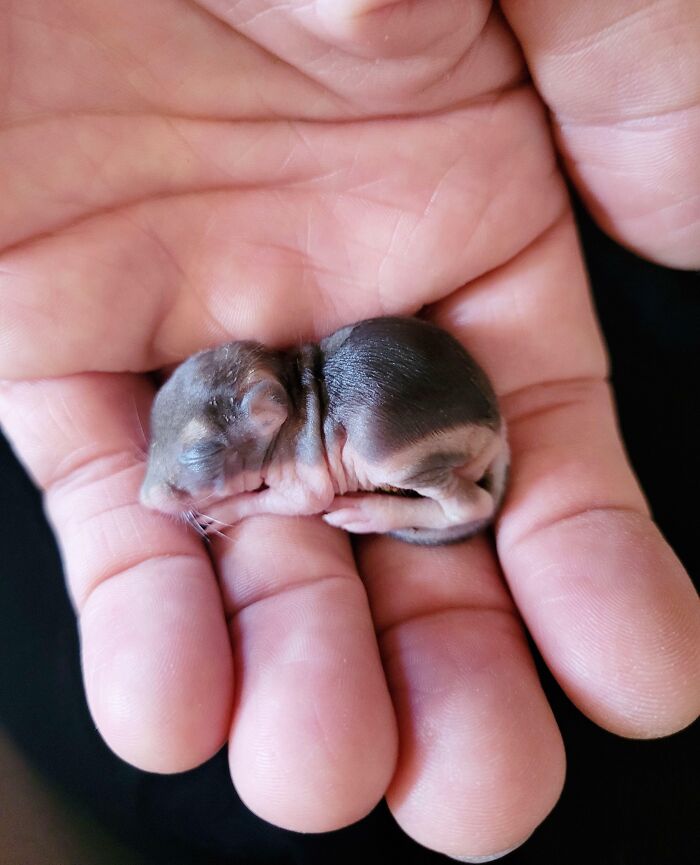 Tiny rescued animal sleeping peacefully in a hand, showing a second chance at life after awful conditions.